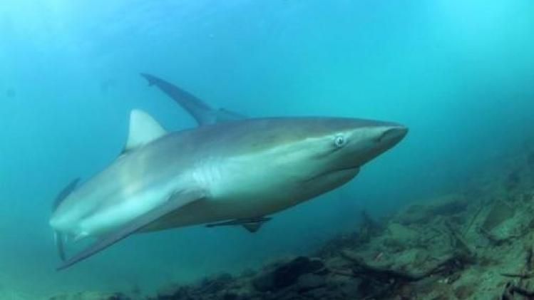 Helft van haaien- en roggensoorten in Middellandse Zee bedreigd volgens WWF