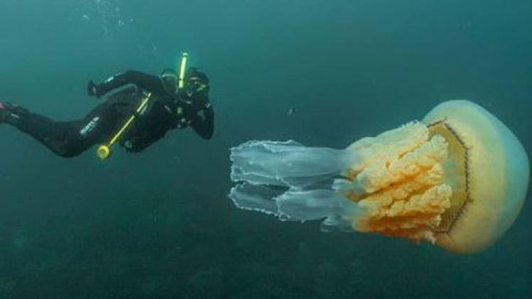 Duikers spotten gigantische kwal nabij Engelse kust