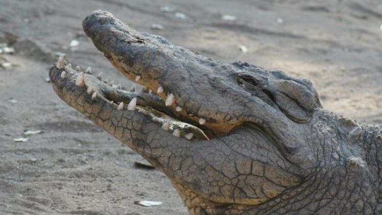 Amerikaanse politie waarschuwt voor alligators in... drugsroes