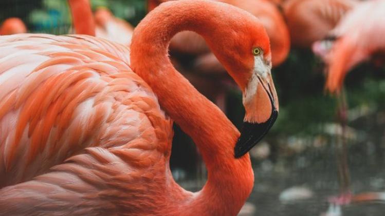 ZOO Antwerpen verwelkomt flamingokuiken