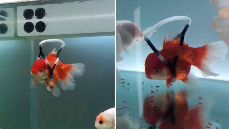 VIDEO. Deze goudvis kan weer zwemmen dankzij 'rolstoel'