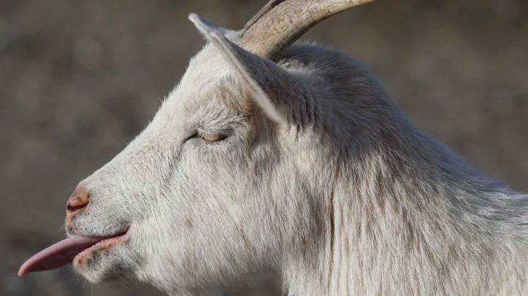 goat-1165110_1920