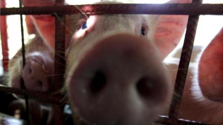 Vleessector wil dat dierentransporten 's nachts mogen gebeuren