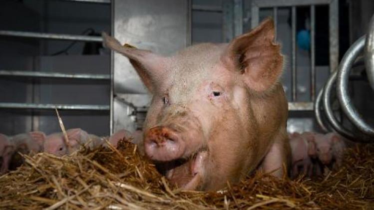 Vier varkens waren dood bij aankomst slachthuis Zele