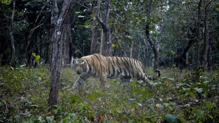 Dorpsbewoners slaan in India tijgerin dood die hen had aangevallen