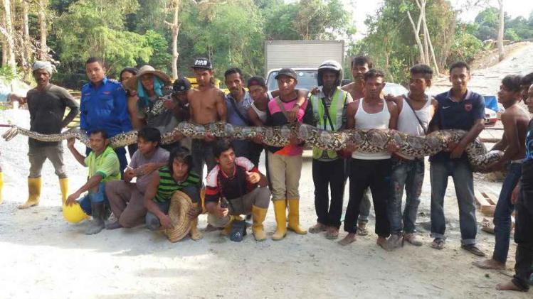 bouwvakkers ontdekken langste python ooit