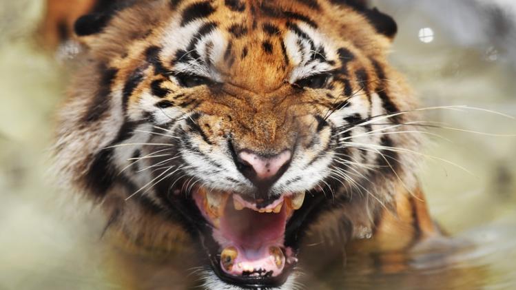INDIA-WAantal tijgers in India stijgt tot 3.000 dankzij beschermingsmaatregelenEATHER-ANIMALS