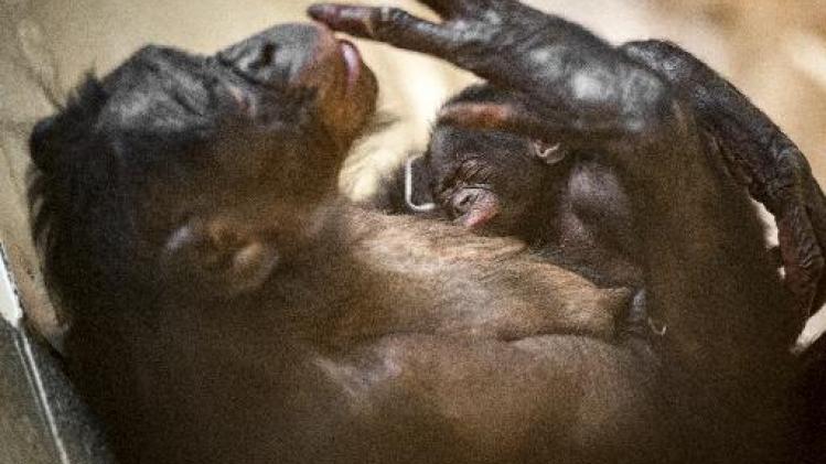 Bonobobaby geboren in Planckendael