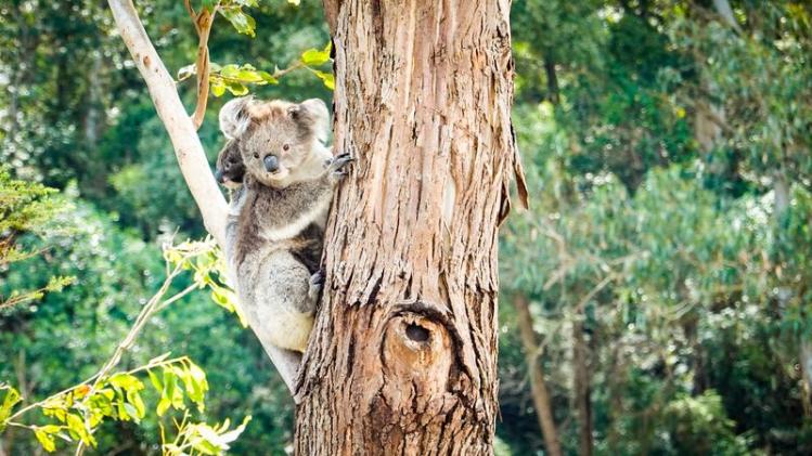 VIDEO. Koalababy in het gips na metershoge val