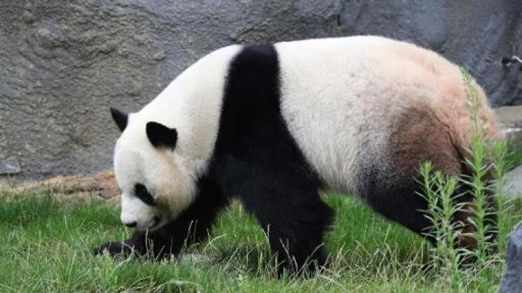 Twee panda's geboren in Pairi Daiza