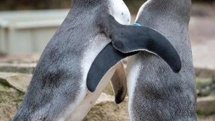 Homoseksueel pinguïnpaar in zoo van Berlijn maakt zich op voor vaderschap