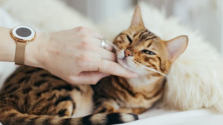 Er is een vaccin tegen kattenallergie op komst
