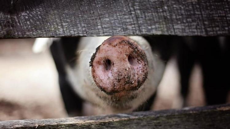 Landbouwers smokkelen varkensperma in shampooflessen Australië binnen