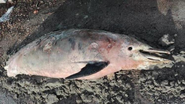 Dode dolfijn aangespoeld in De Haan