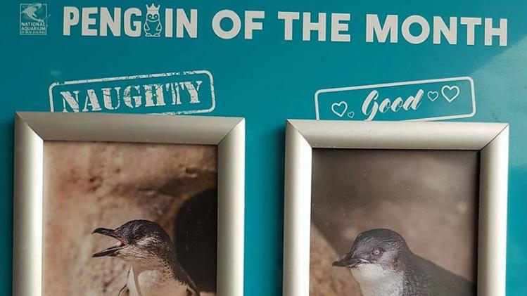 Nieuw-Zeelandse zoo kiest 'pinguïn van de maand'