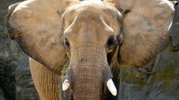 Naar een verbod op Afrikaanse olifanten in dierentuinen en circussen