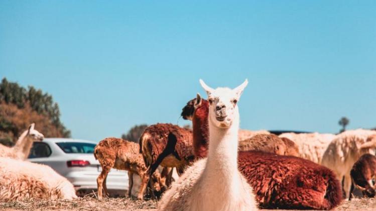 Blokkende PXL-studenten kunnen ontspannen met alpaca's