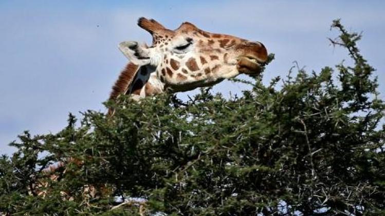Honderd landen stemmen voor de bescherming van giraffen