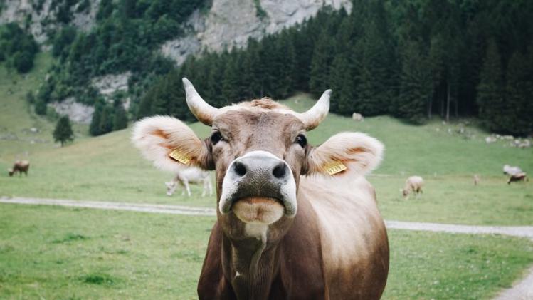 Botsing met TGV wordt 22 koeien fataal