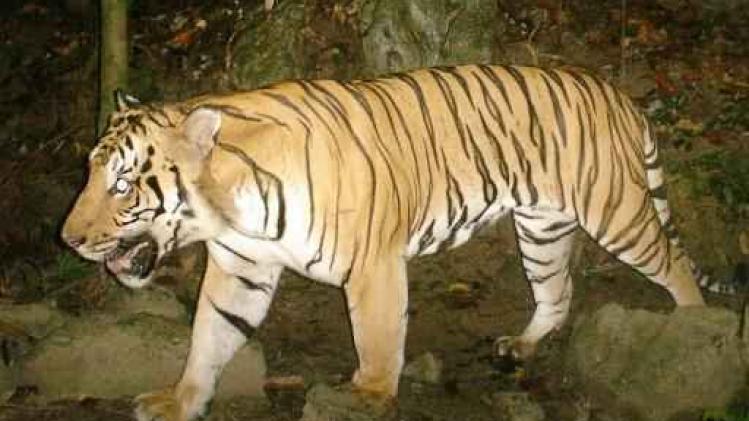 Ervaren dierenverzorgster gedood door tijger in Florida