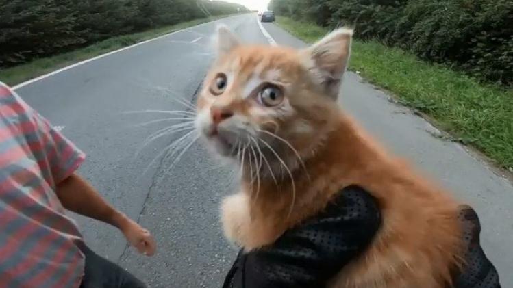 VIDEO. Belgische motorrijder riskeert eigen leven om kat van de dood te redden