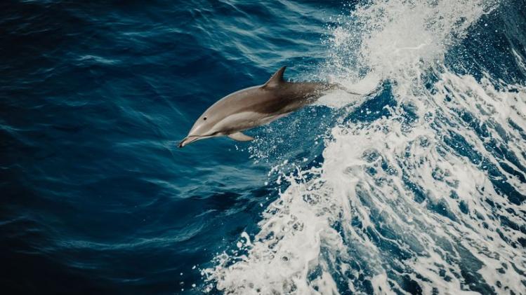 Toeristen in Nieuw-Zeeland kunnen niet langer met dolfijnen zwemmen