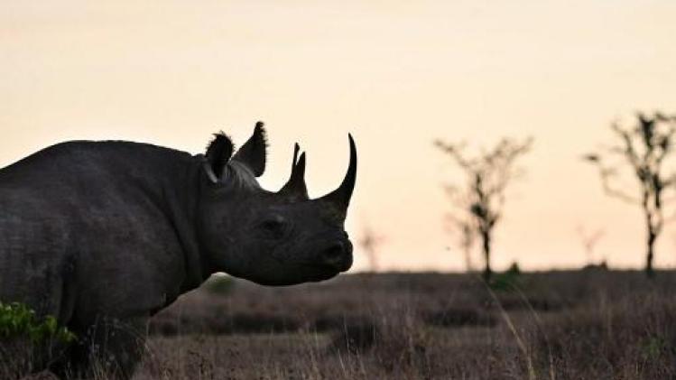 Negen Zuid-Afrikaanse neushoorns uitgezet in Serengeti
