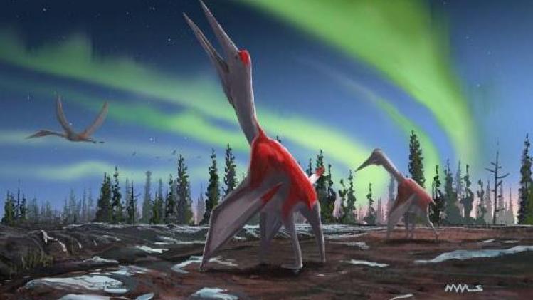 Een van de grootste vliegende dinosaurussen geïdentificeerd in Canada
