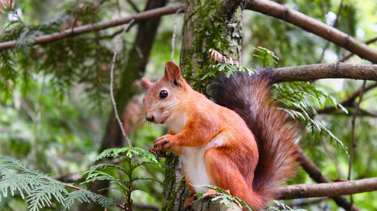 Bizar. Eekhoorns luisteren vogels af