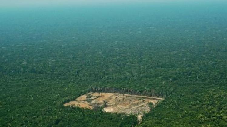 Rapport over handel in illegaal gekapt Amazonehout noemt twee Belgische bedrijven
