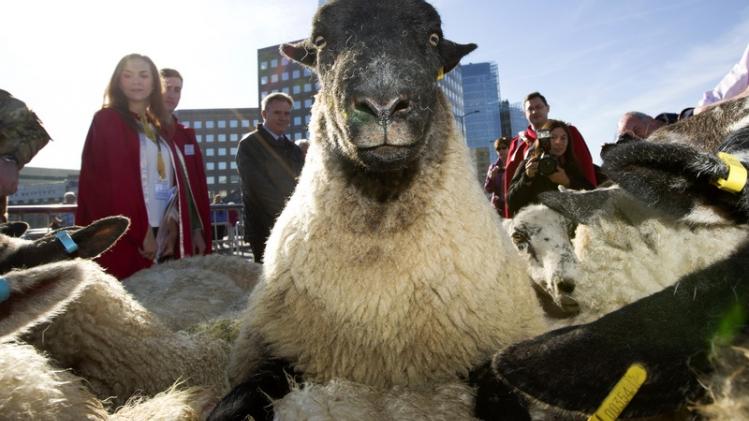 Dertigtal schapen wandelen over London Bridge volgens eeuwenoude traditie