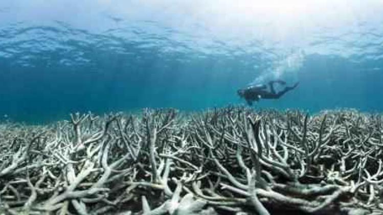 Australisch Great Barrier Reef verbleekt in sneltempo door klimaatopwarming