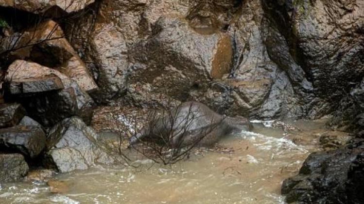 Zes olifanten sterven na val van waterval in Thailand