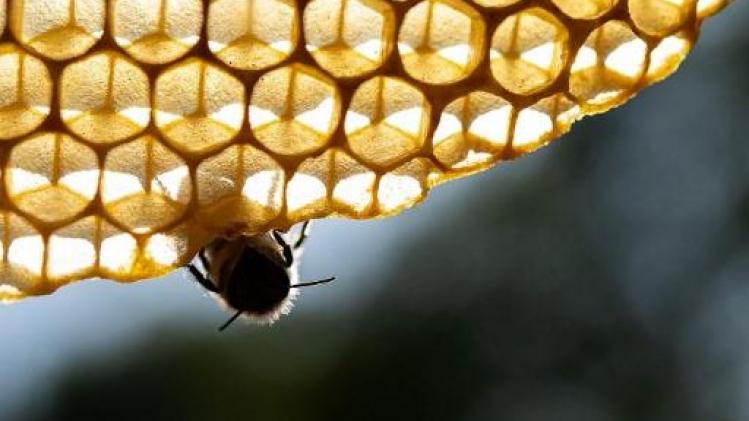 Bijen in Rusland sterven massaal door pesticiden