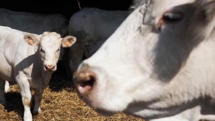 Inkrimping veestapel levert belangrijke bijdrage aan daling uitstoot broeikasgassen