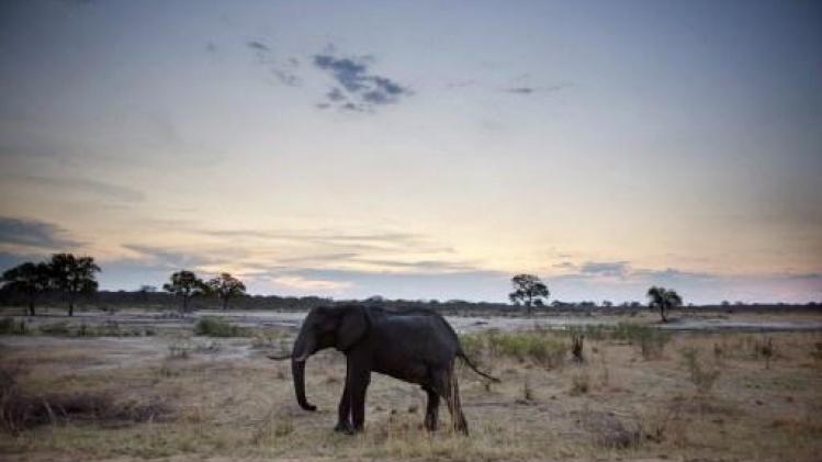 Zimbabwe wil honderden olifanten verhuizen wegens droogte