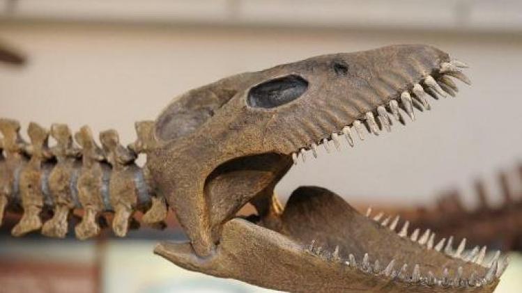 Wervel 67 miljoen jaar oude plesiosauriër in zuiden van Nederlands Limburg gevonden