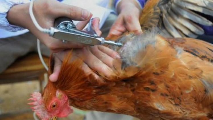 Vlaamse regering vergoedt pluimveebedrijven na uitbraak vogelgriep