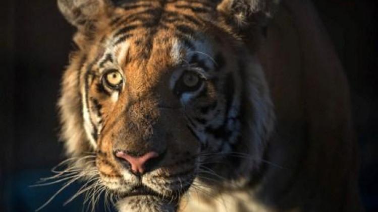 Twee zieke tijgers ingeslapen in Bellewaerde