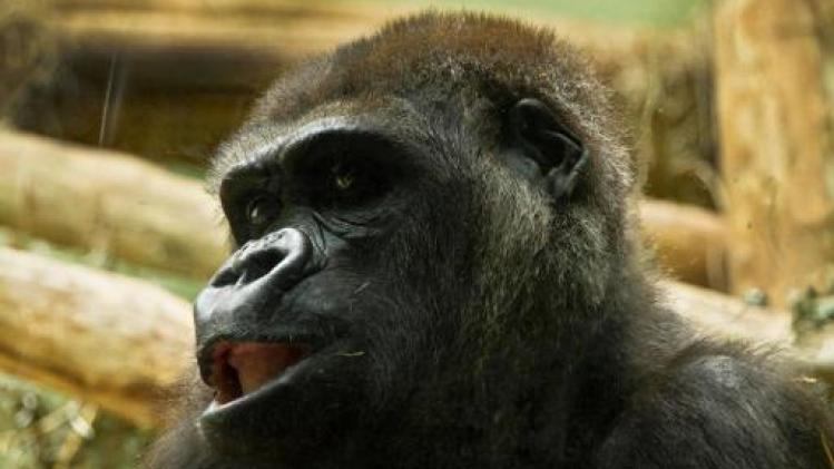 Gorilla Mambele verwacht kleintje in Zoo Antwerpen
