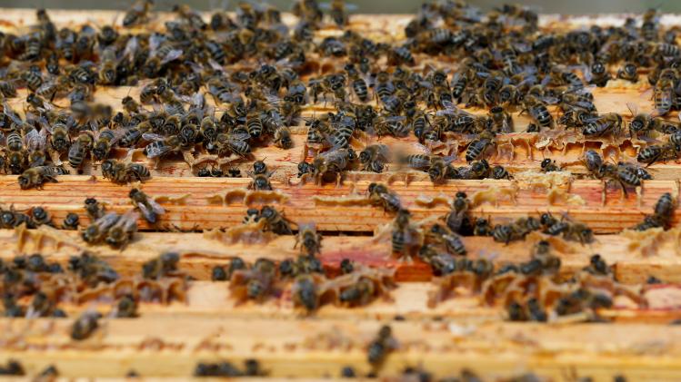 Meer dan helft van bijensoorten in ons land is verdwenen of met uitsterven bedreigd