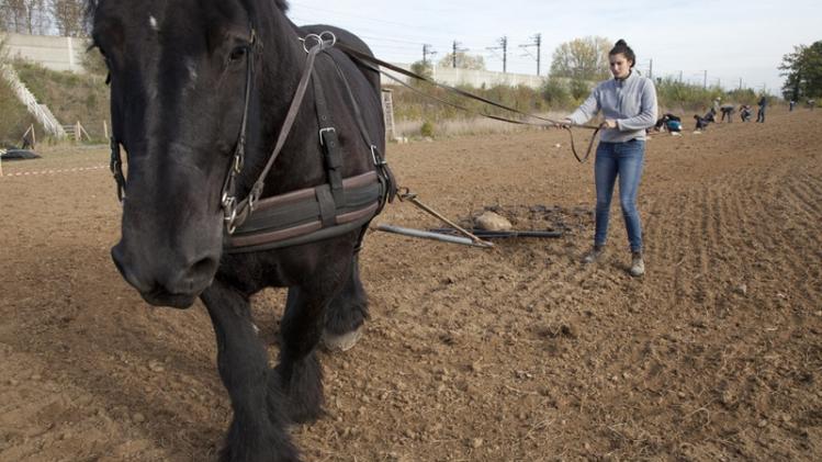 Waarom meer boeren hun tractoren inruilen voor paarden: "Wij willen paardenkracht, geen olie"