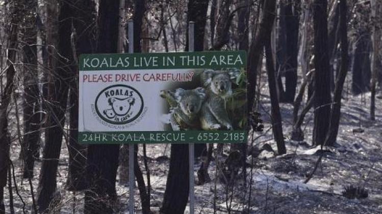 Al meer dan 2.000 koala's omgekomen bij bosbranden