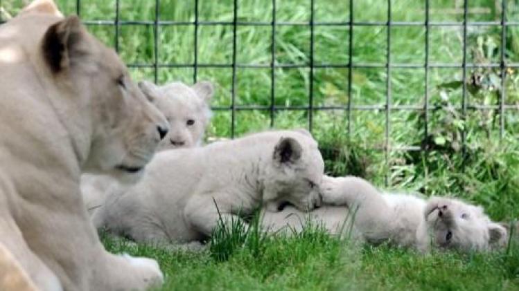 Franse ngo's kopen dierentuin om dieren vrij te laten