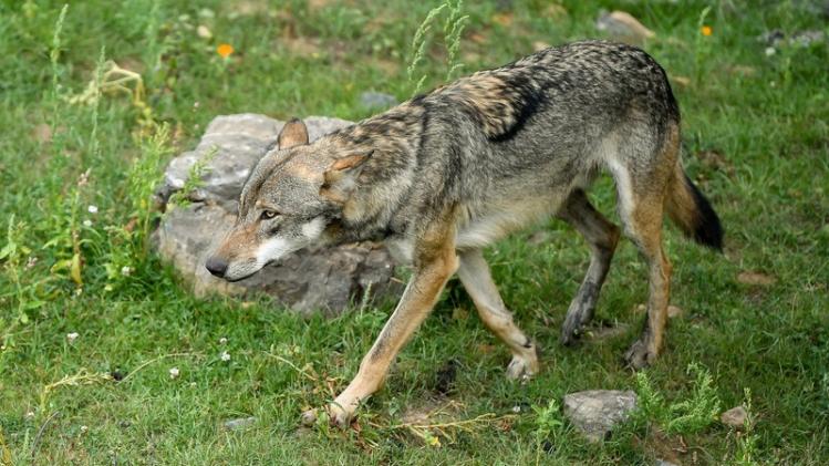Sporen van tweede wolf in Vlaanderen ontdekt in Oudsbergen