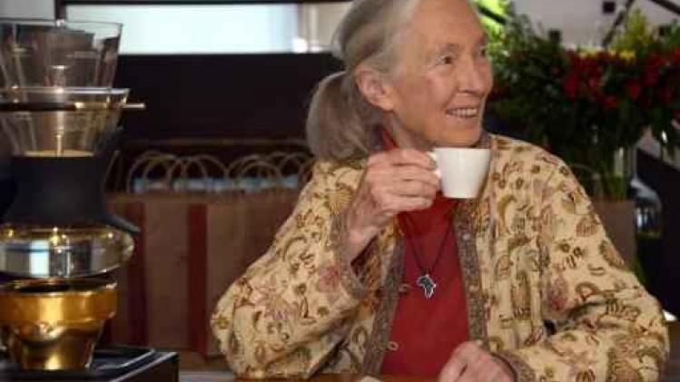 Primatologe Jane Goodall geeft op 11 mei lezing in Antwerpen