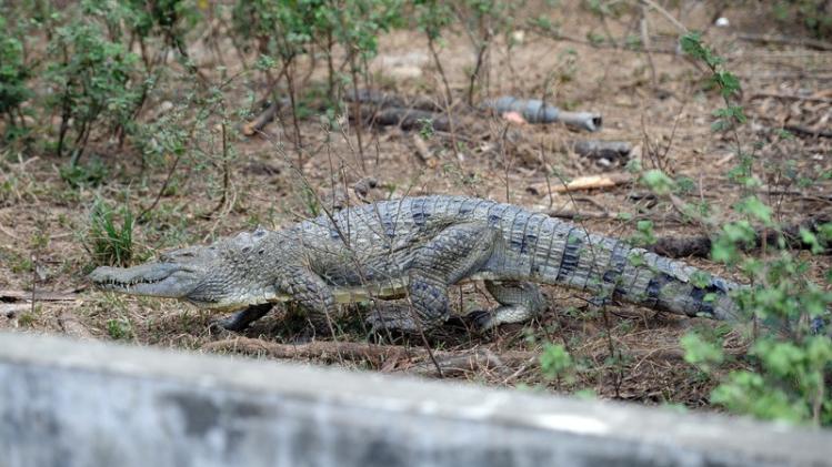 Krokodil doodgeschoten in zoo nadat hij verzorgster bijt