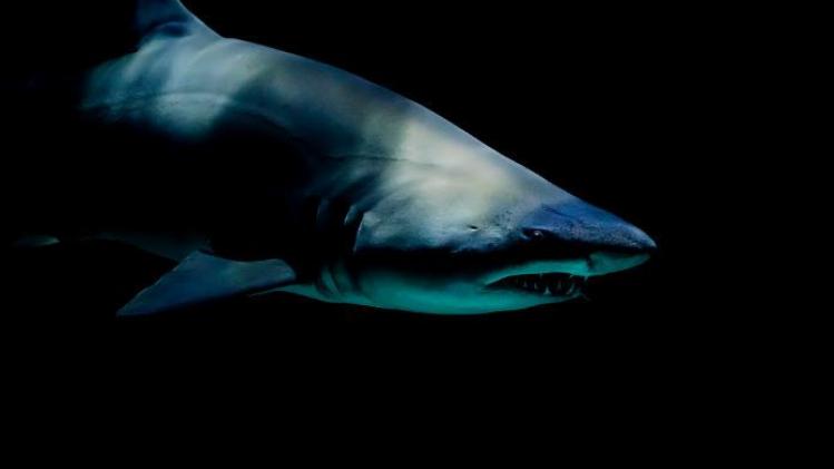 Onderzoekers doen gruwelijke ontdekking in maag van haai