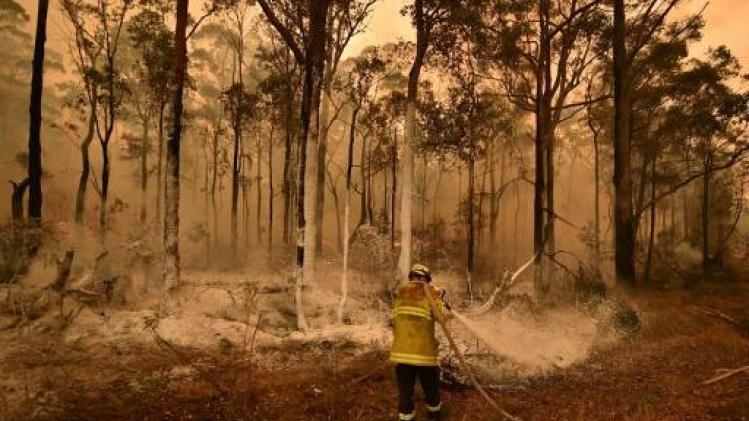 Australische ecoloog schat dat 480 miljoen dieren zijn omgekomen bij branden