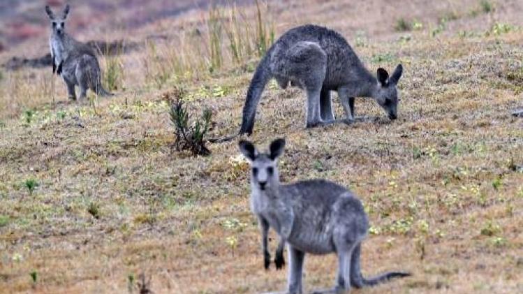 WWF België start geldinzameling na "ecologische ramp" in Australië